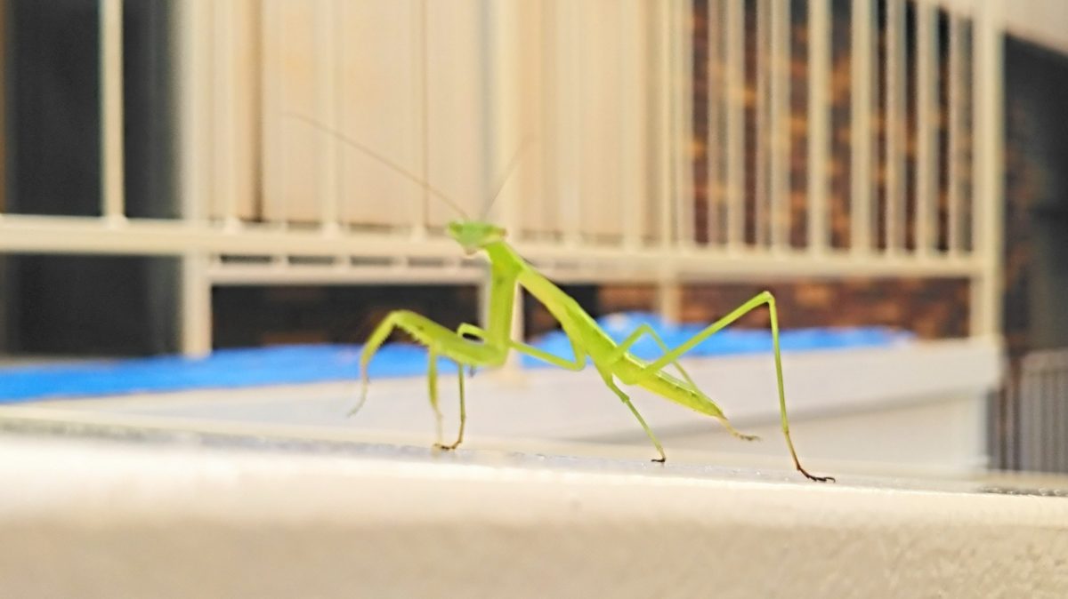 BrickBox さぎ沼店「外壁塗装」