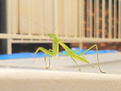 BrickBox さぎ沼店「外壁塗装」